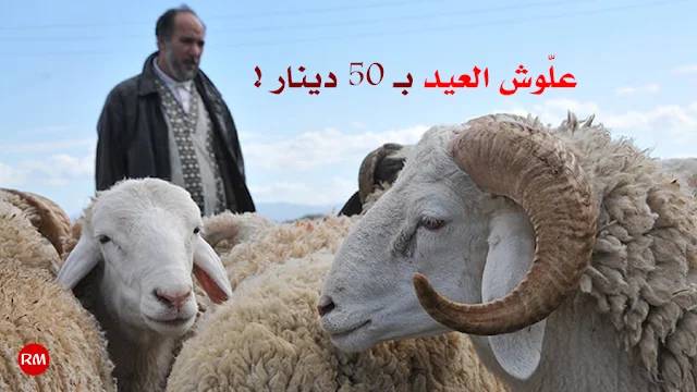 المهدية : علّوش العيد بـ 50 دينار !